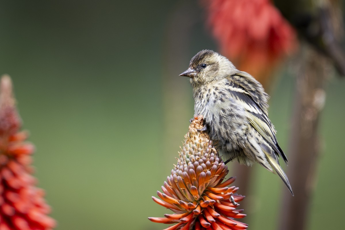 Black-capped Siskin - ML622137490