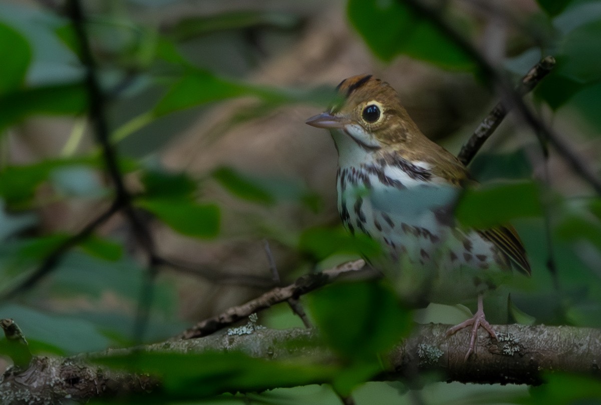 Ovenbird - ML622137491