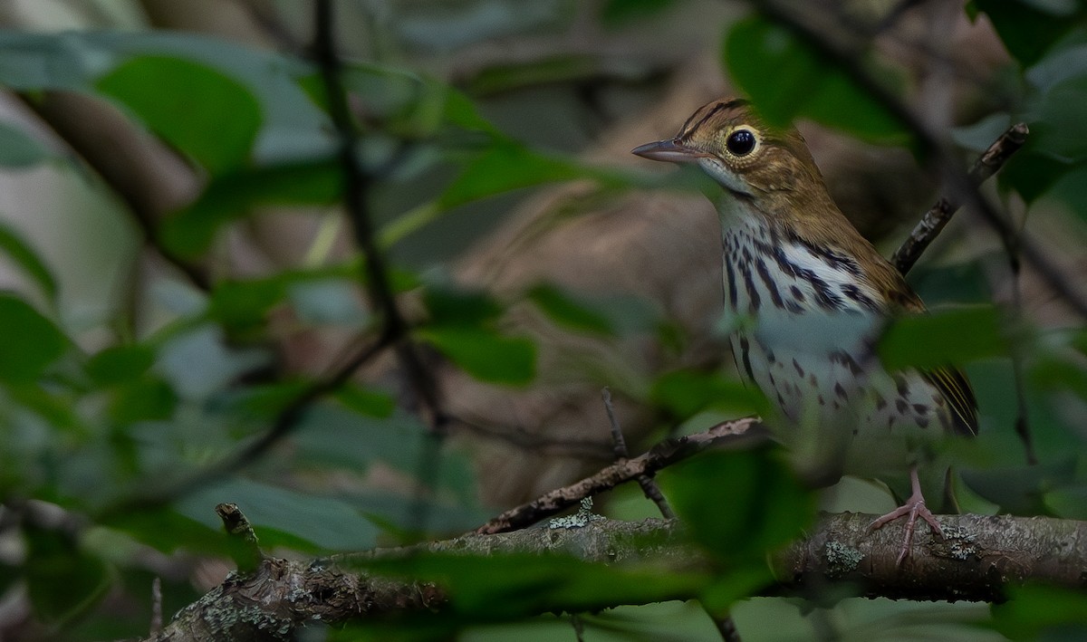 Ovenbird - ML622137492