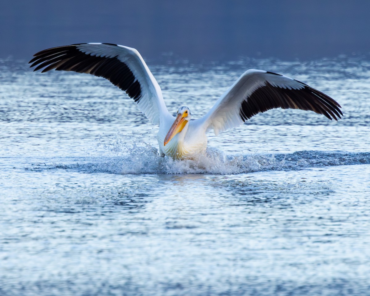 American White Pelican - ML622137494