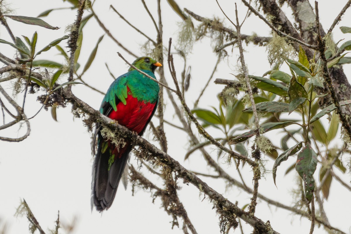 Golden-headed Quetzal - ML622137495