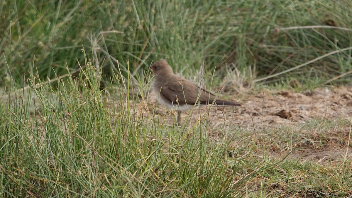 Collared Pratincole - ML622137497