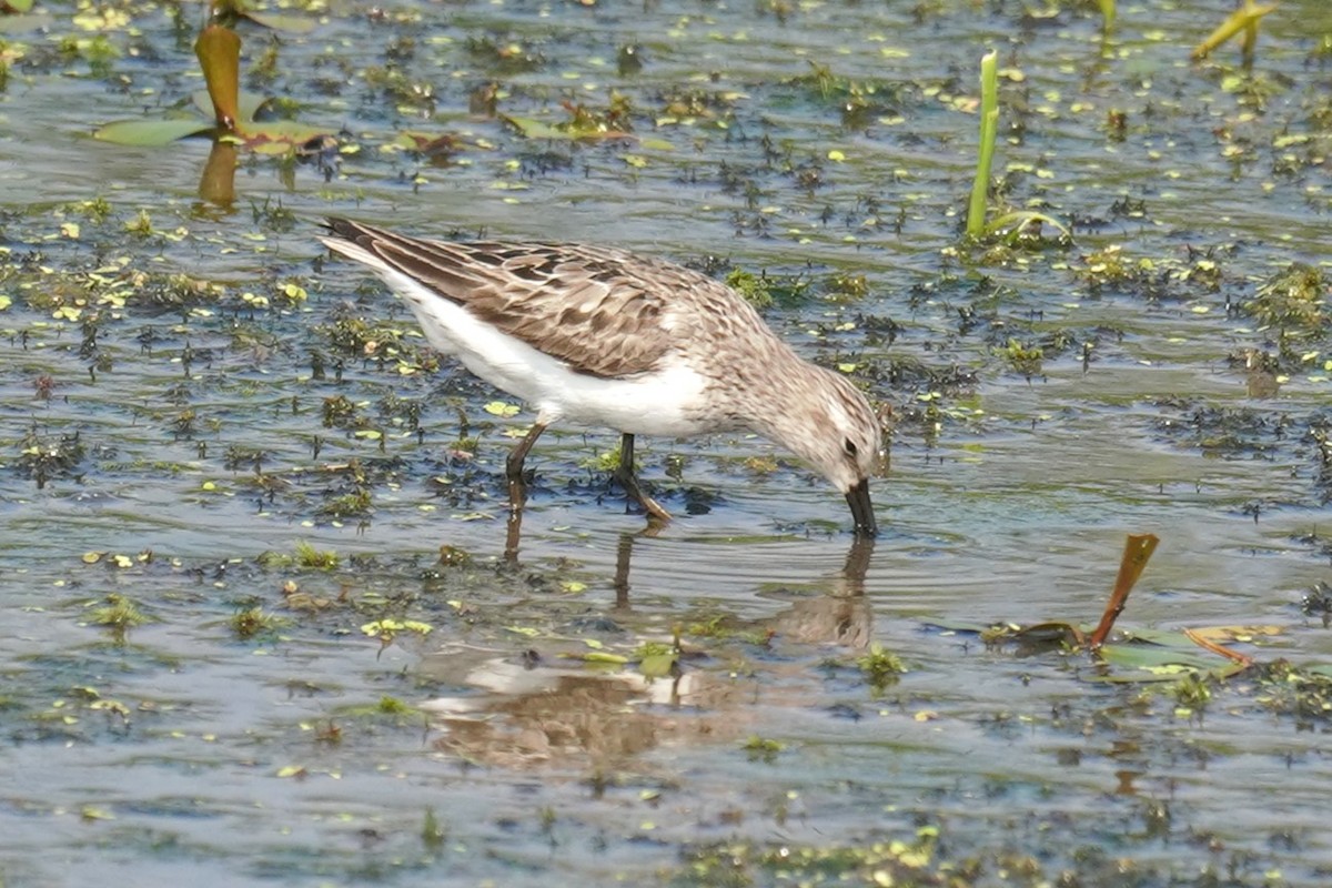 Semipalmated Sandpiper - ML622137500