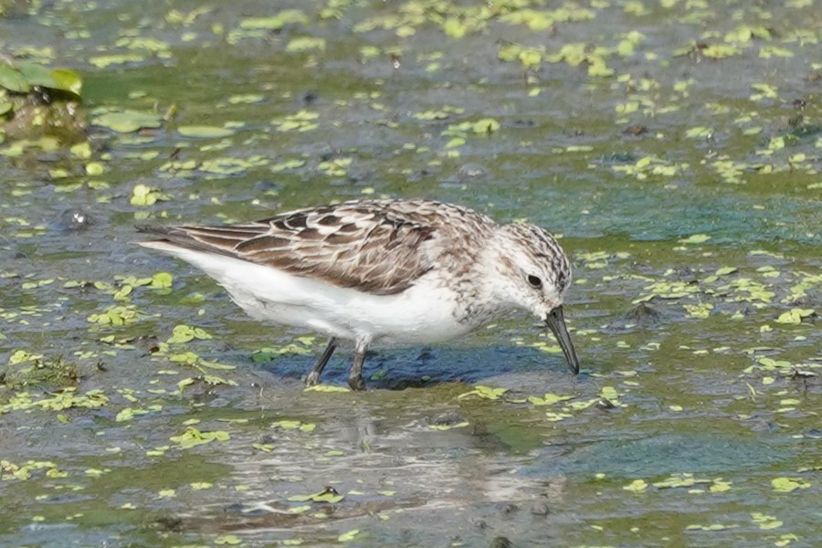 Semipalmated Sandpiper - ML622137501