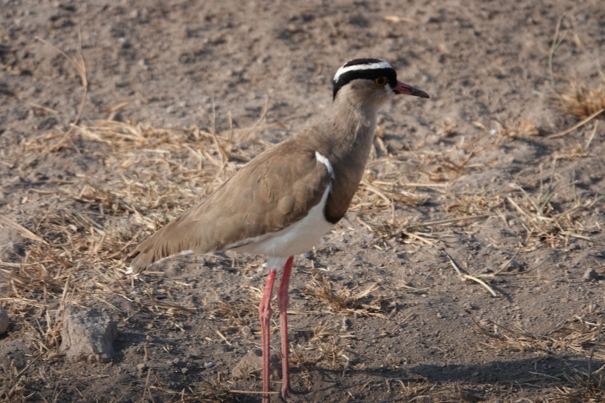 Crowned Lapwing - ML622137502