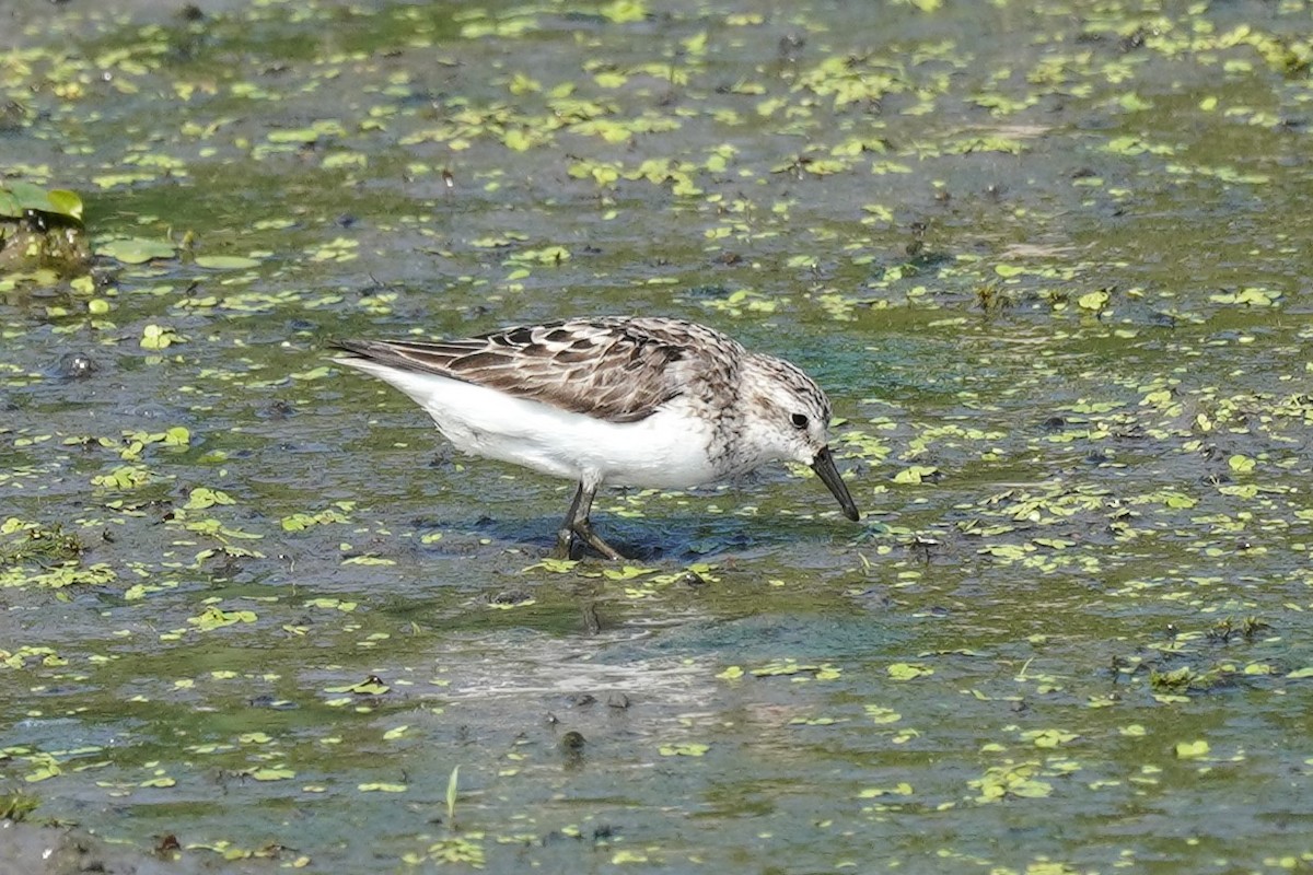 Semipalmated Sandpiper - ML622137503