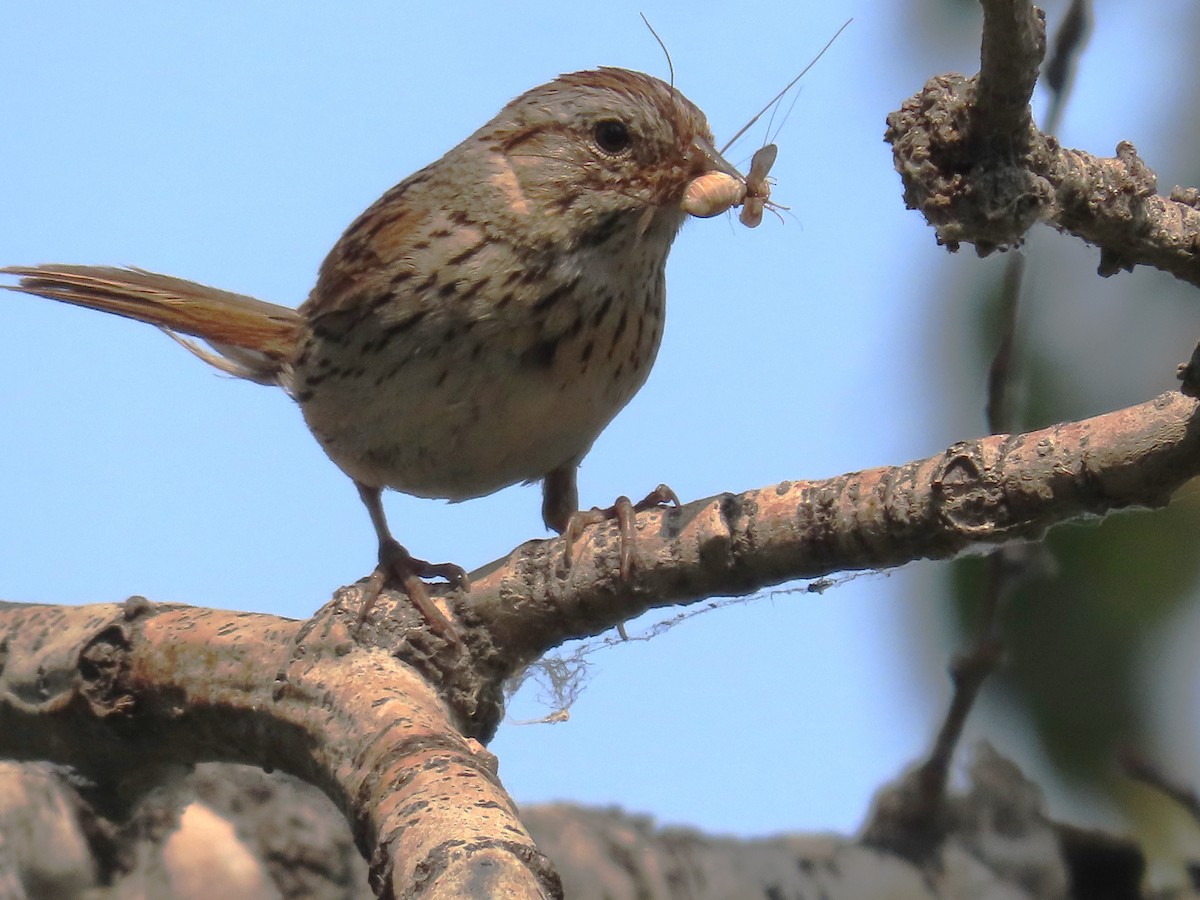 Lincoln's Sparrow - ML622137504