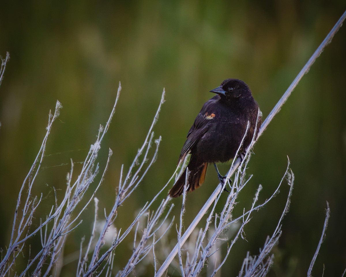 Red-winged Blackbird - ML622137505