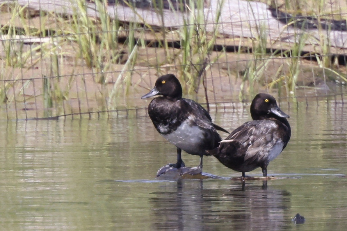 Lesser Scaup - ML622137507