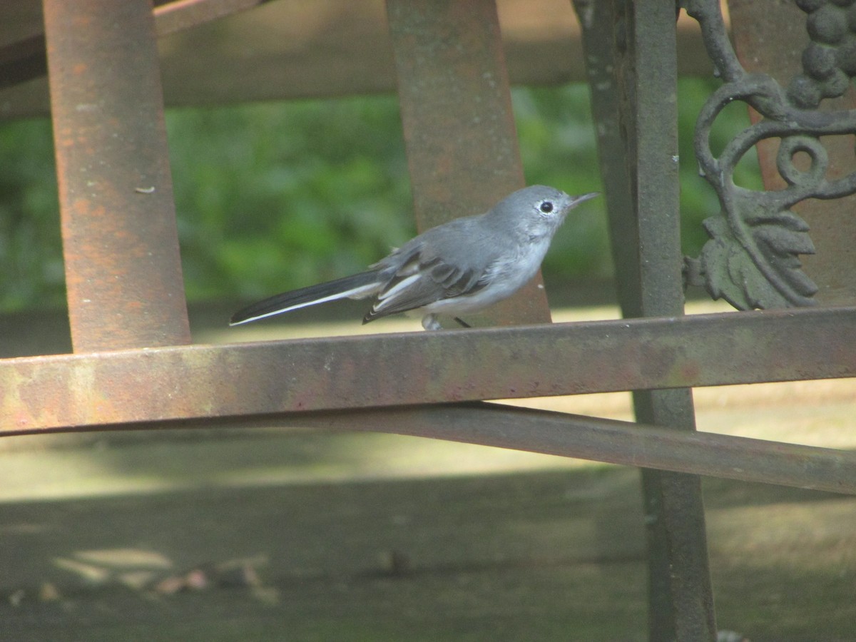 Blue-gray Gnatcatcher - ML622137508