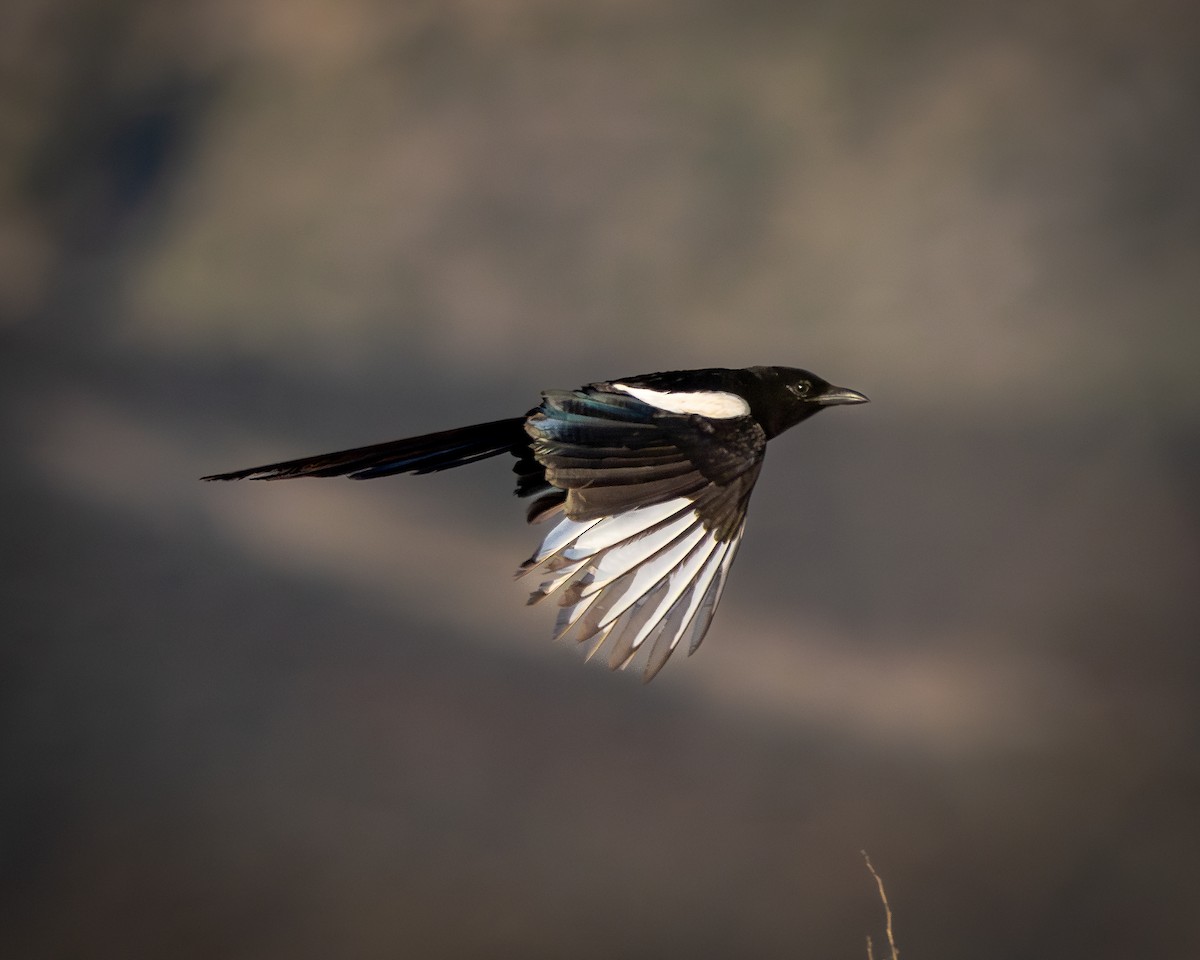 Black-billed Magpie - ML622137509