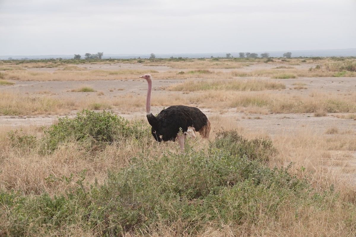 Common Ostrich - ML622137510