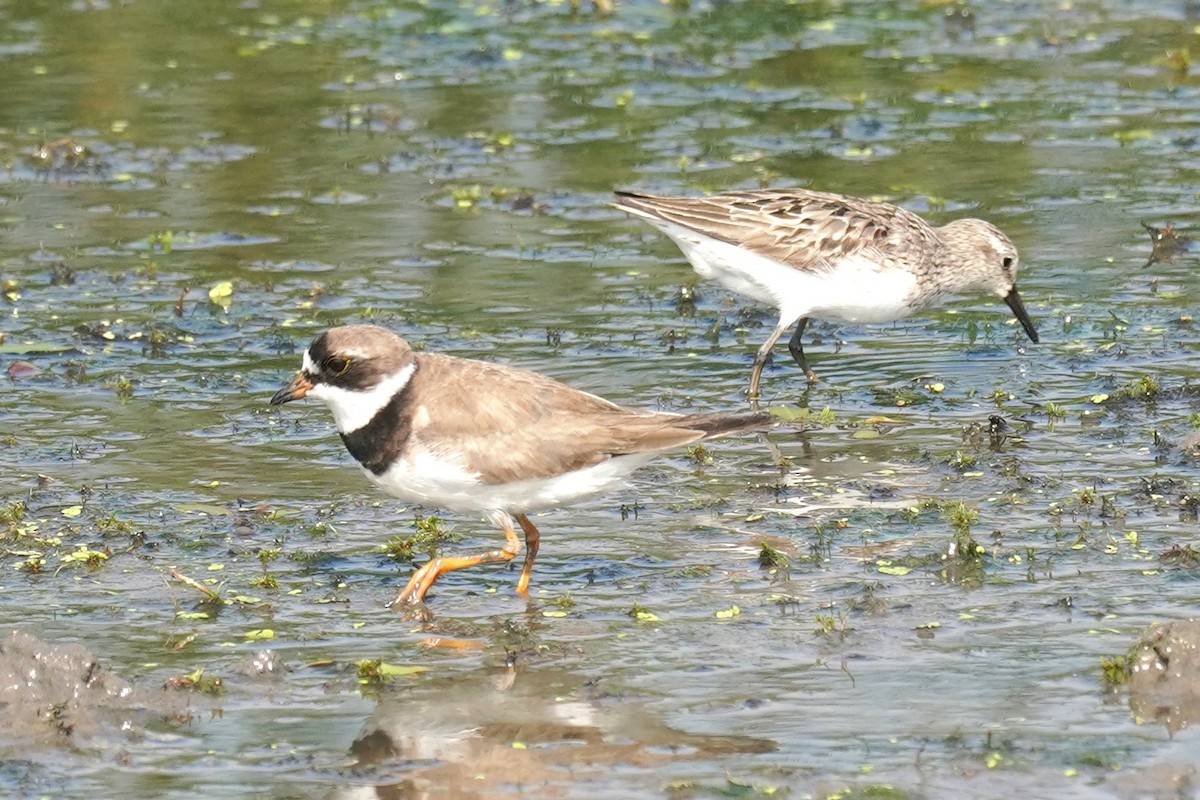 Semipalmated Plover - ML622137513