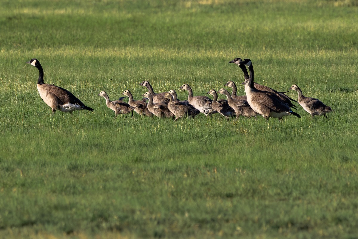 Canada Goose - ML622137514