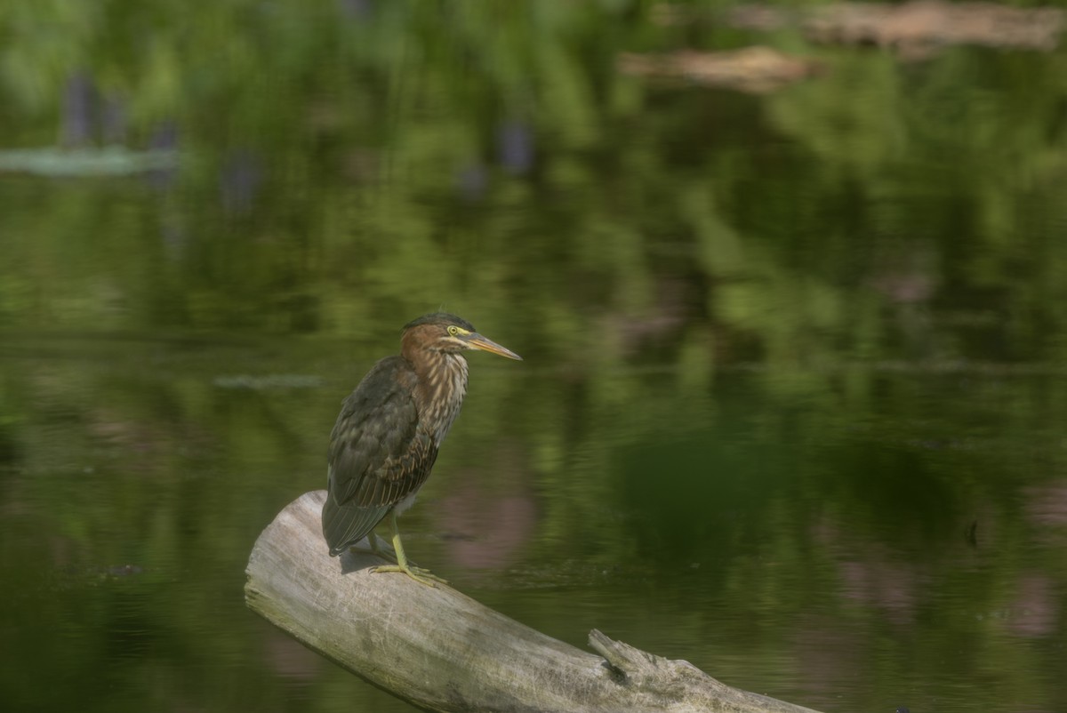 Green Heron - ML622137515