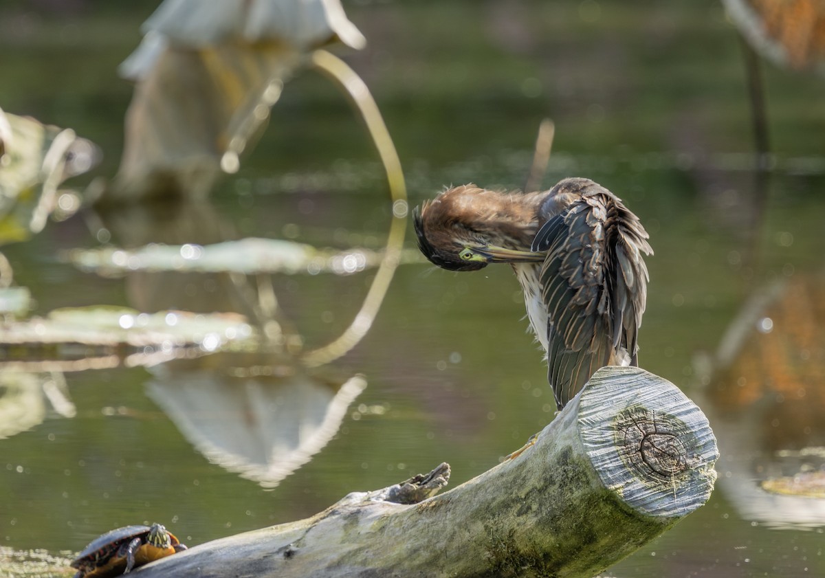 Green Heron - ML622137516