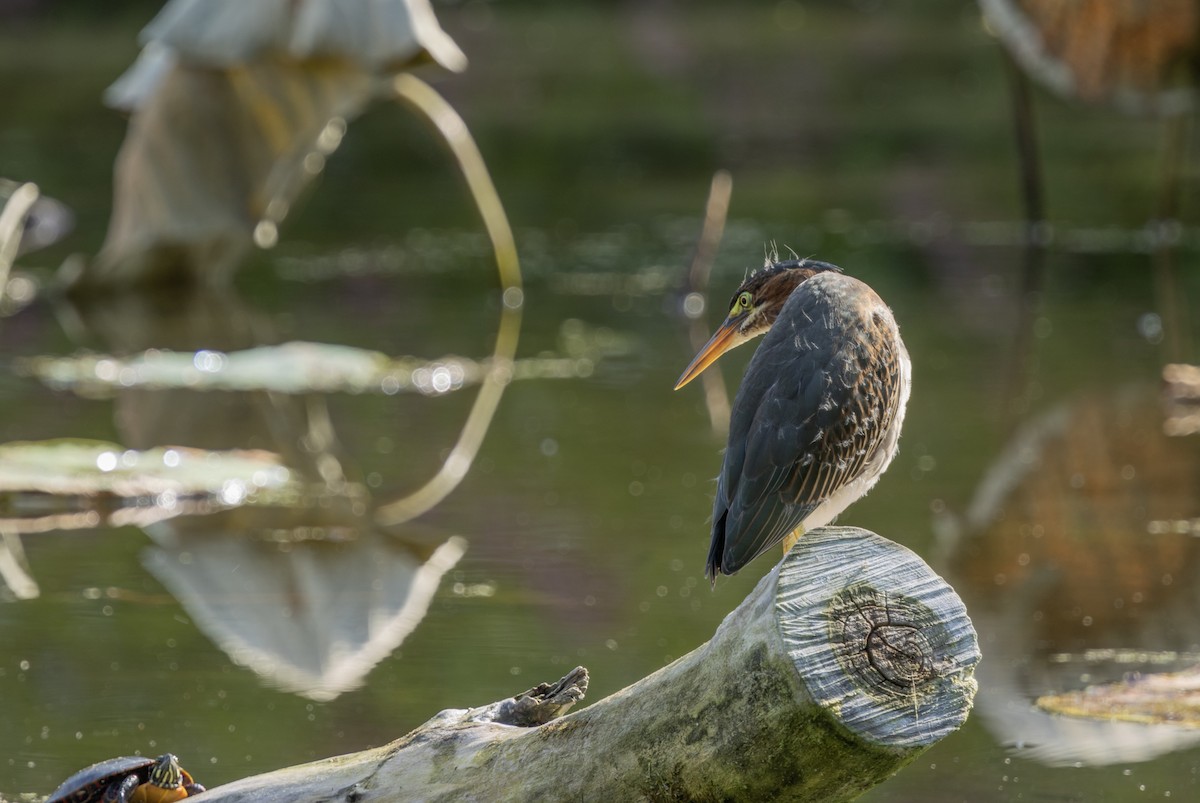 Green Heron - ML622137517