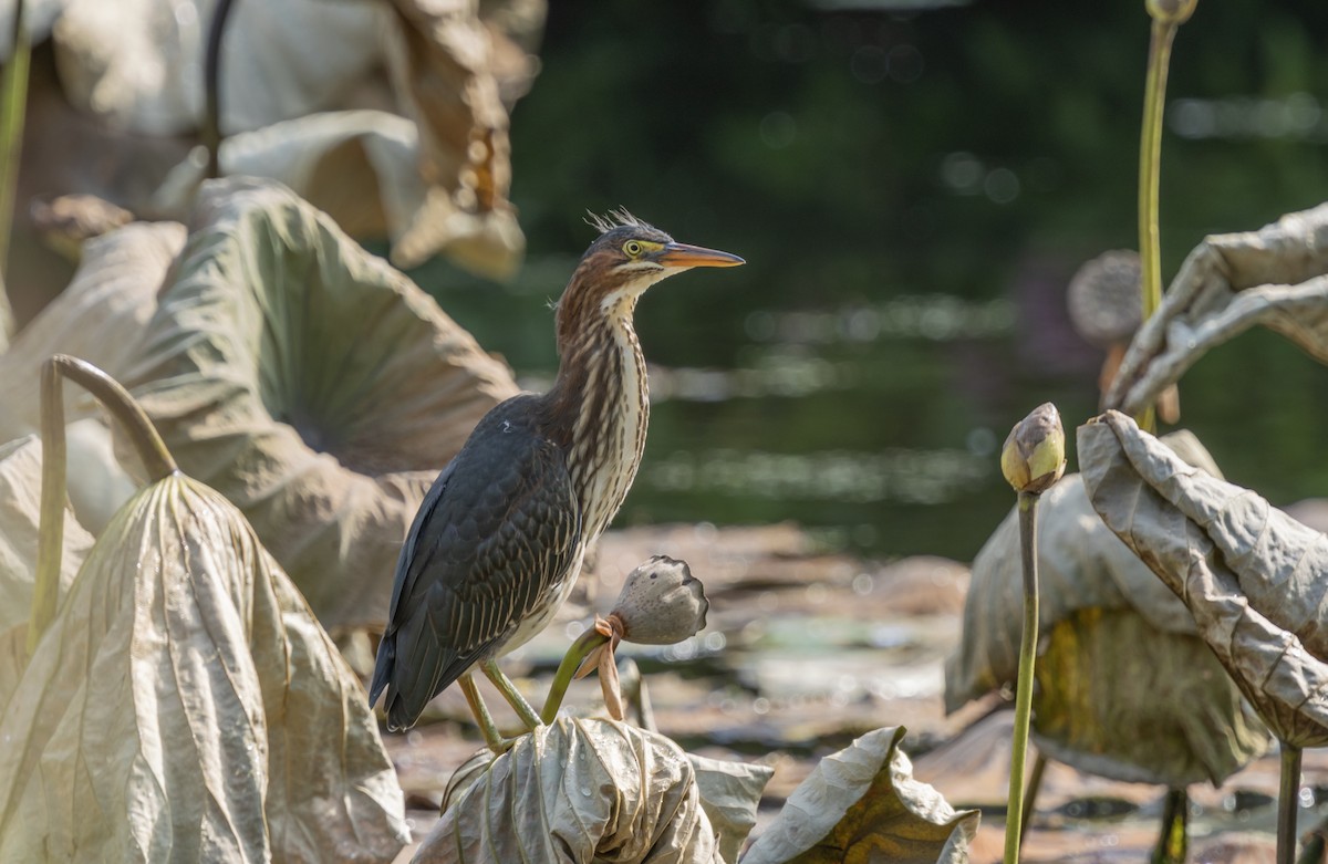 Green Heron - ML622137518