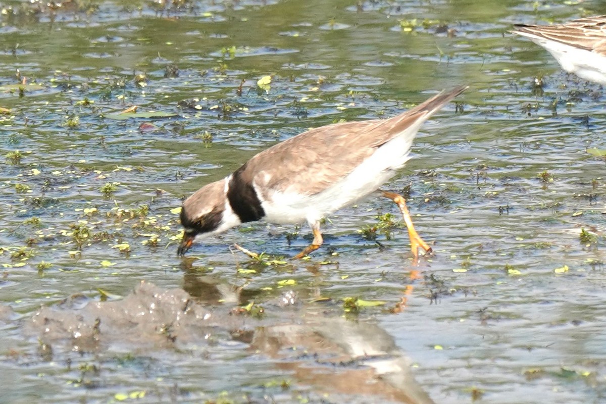 Semipalmated Plover - ML622137519