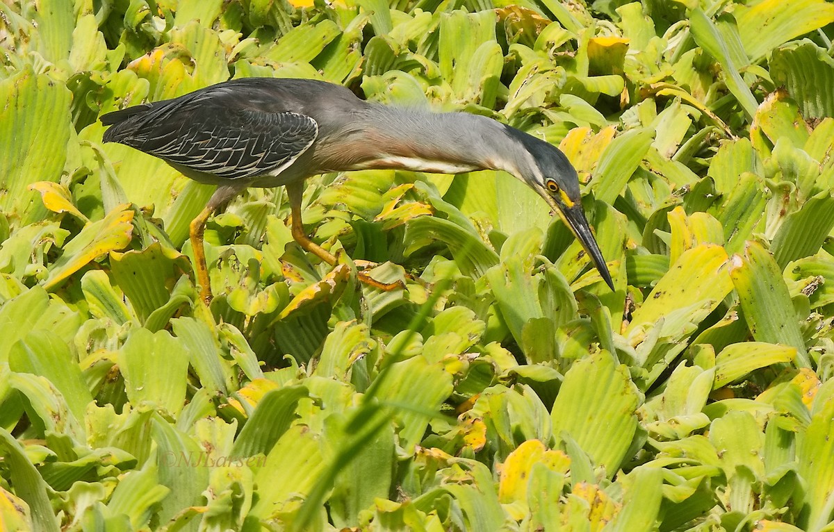 Striated Heron - Niels  Larsen