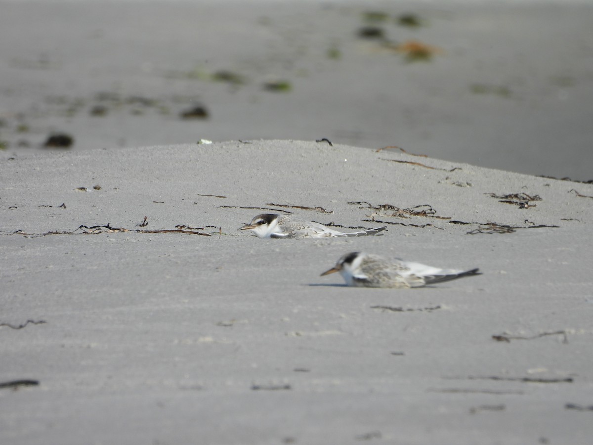 Little Tern - Anonymous