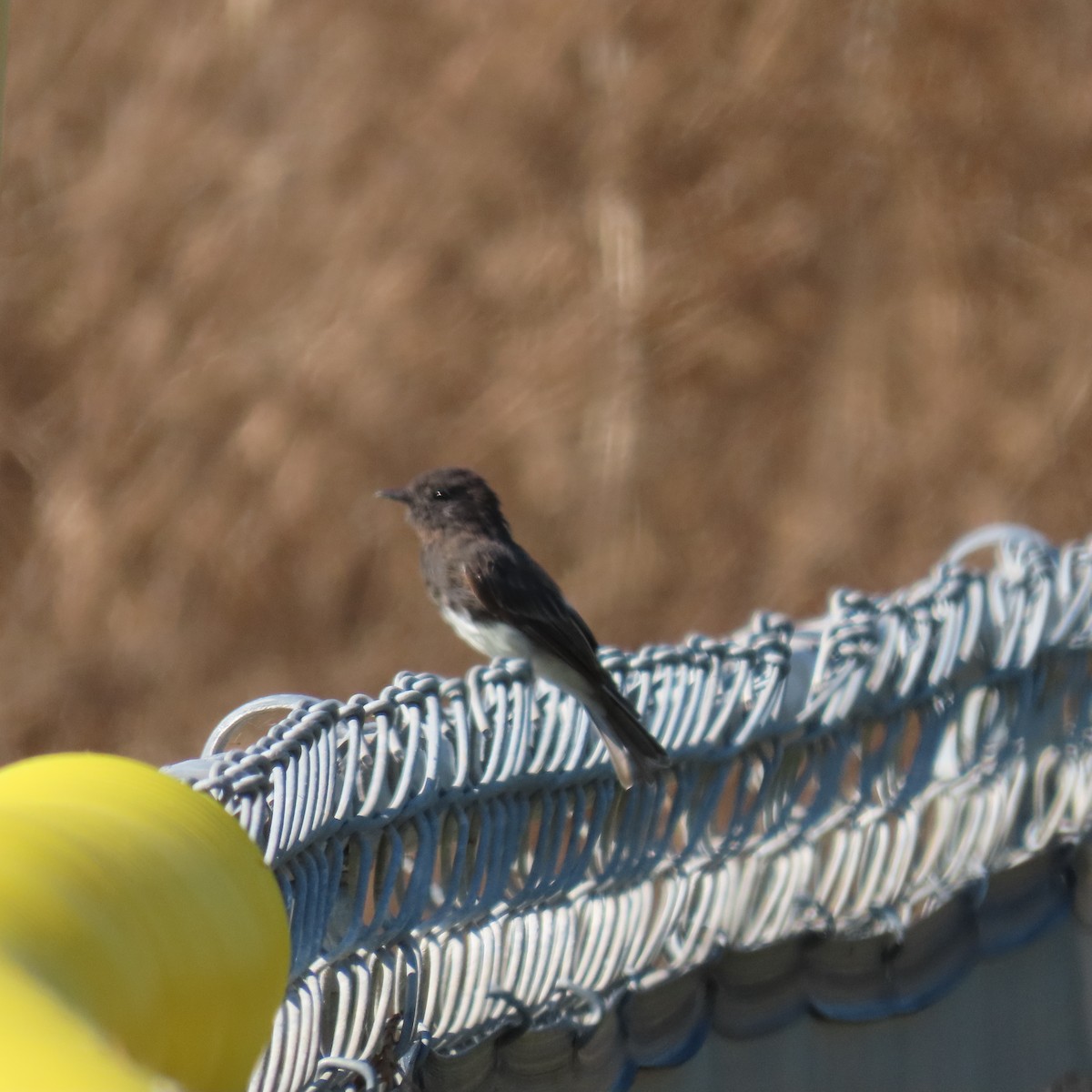 Black Phoebe - ML622137575