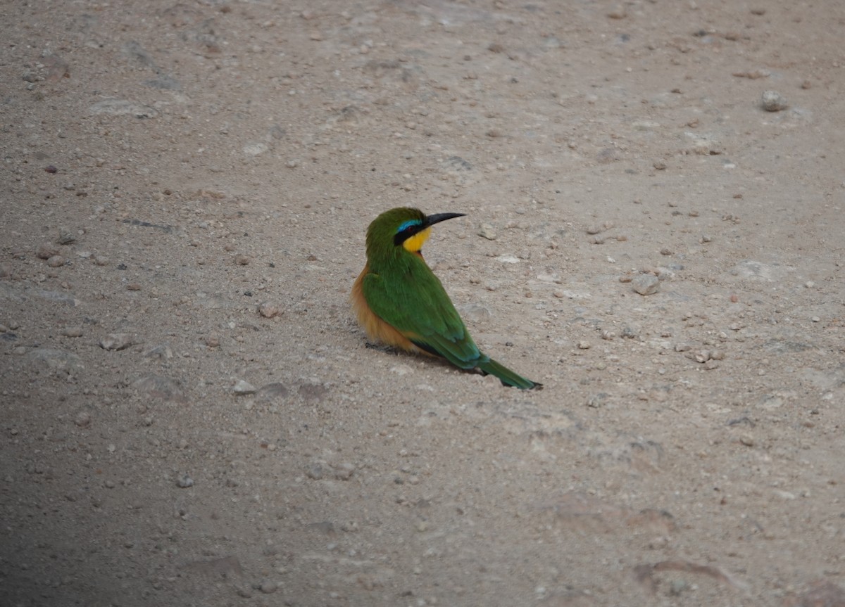Little Bee-eater - ML622137578