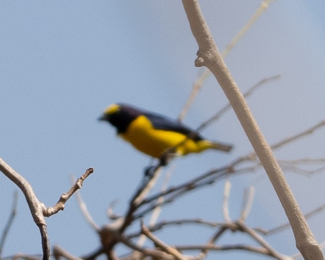 Scrub Euphonia - Anthony Kaduck