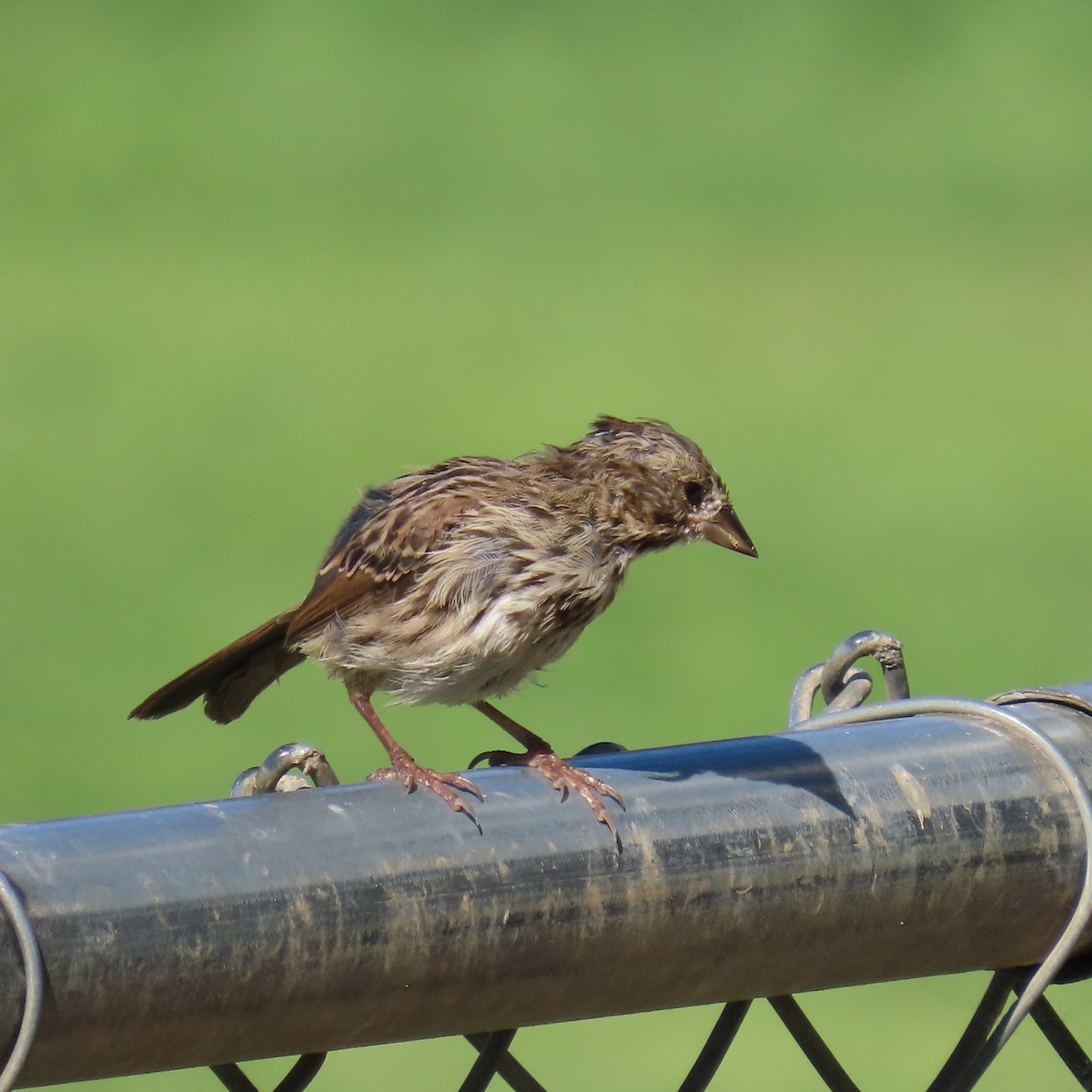 Song Sparrow - ML622137592