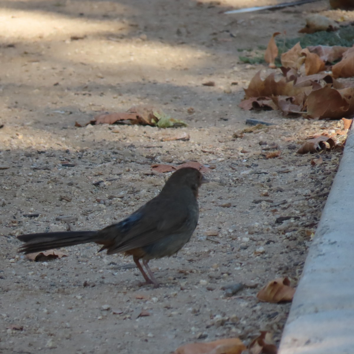 California Towhee - Brian Nothhelfer