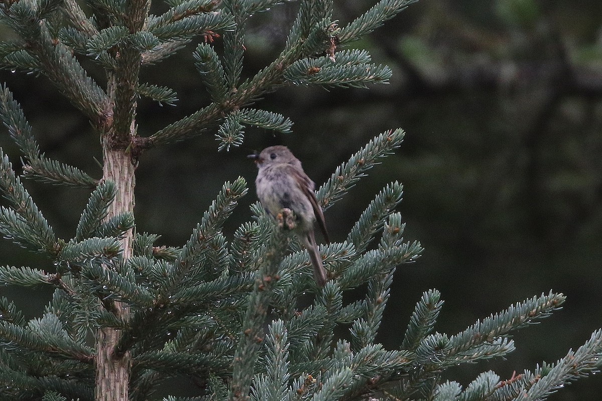 Hammond's Flycatcher - ML622137612