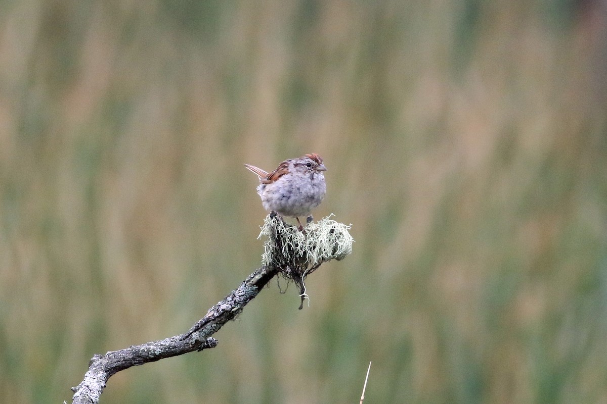 Swamp Sparrow - ML622137627