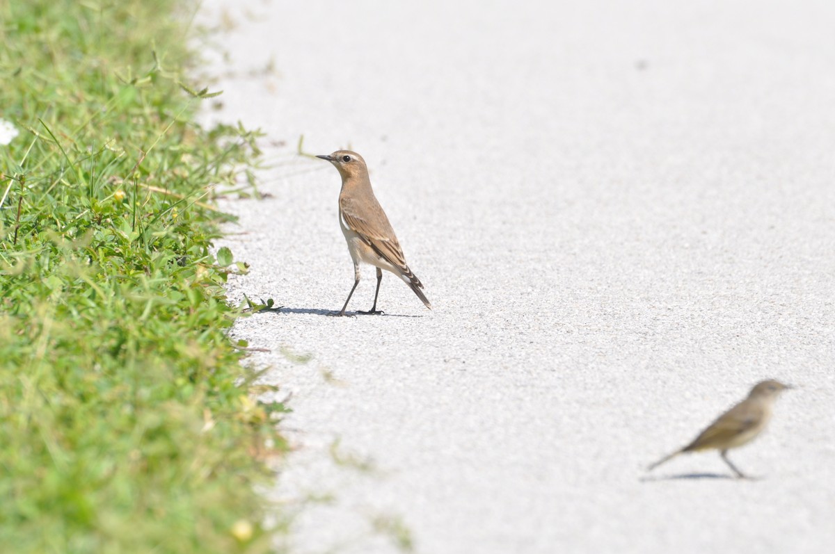 Northern Wheatear - ML622137628