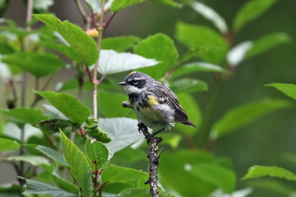 Yellow-rumped Warbler - ML622137632