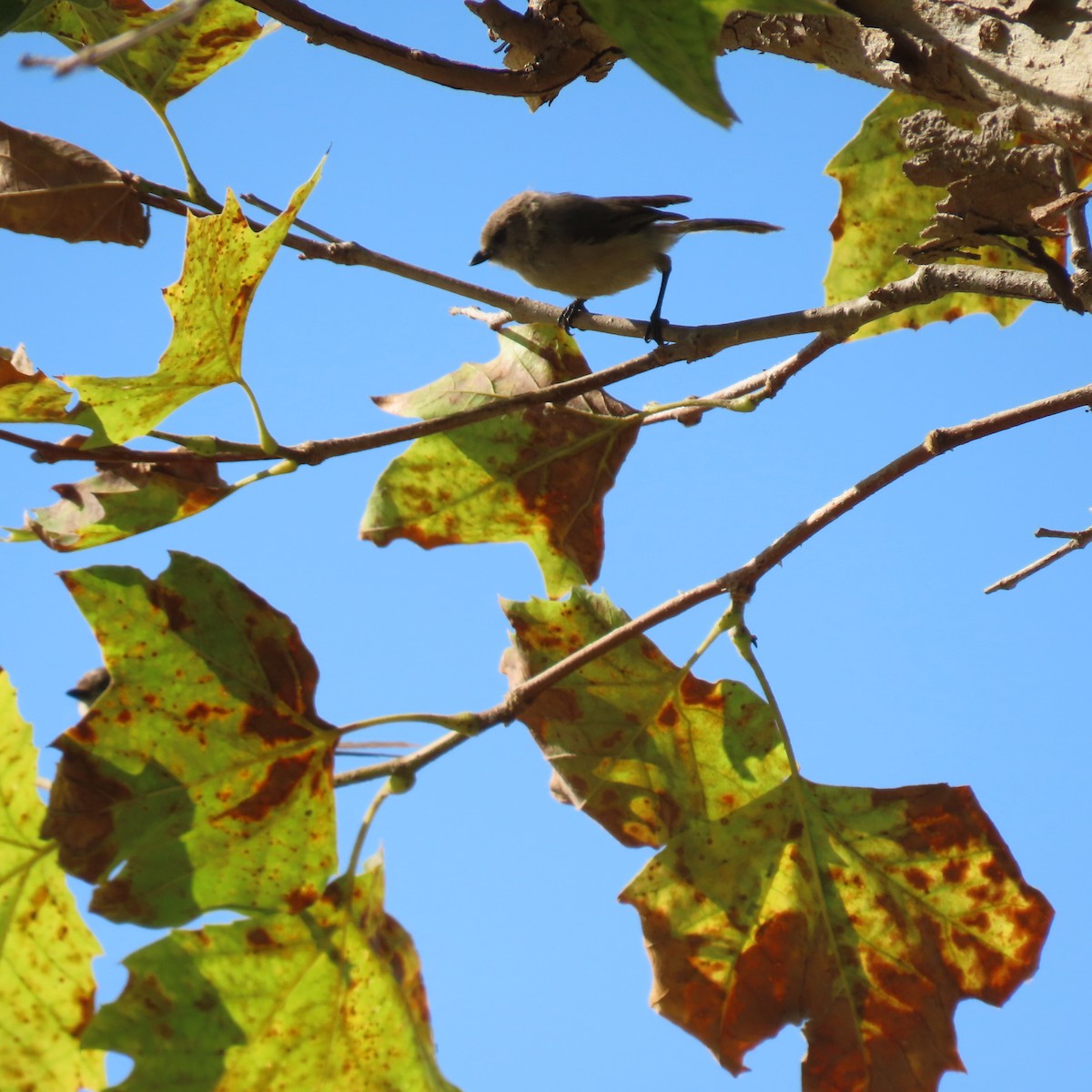 Bushtit - ML622137642