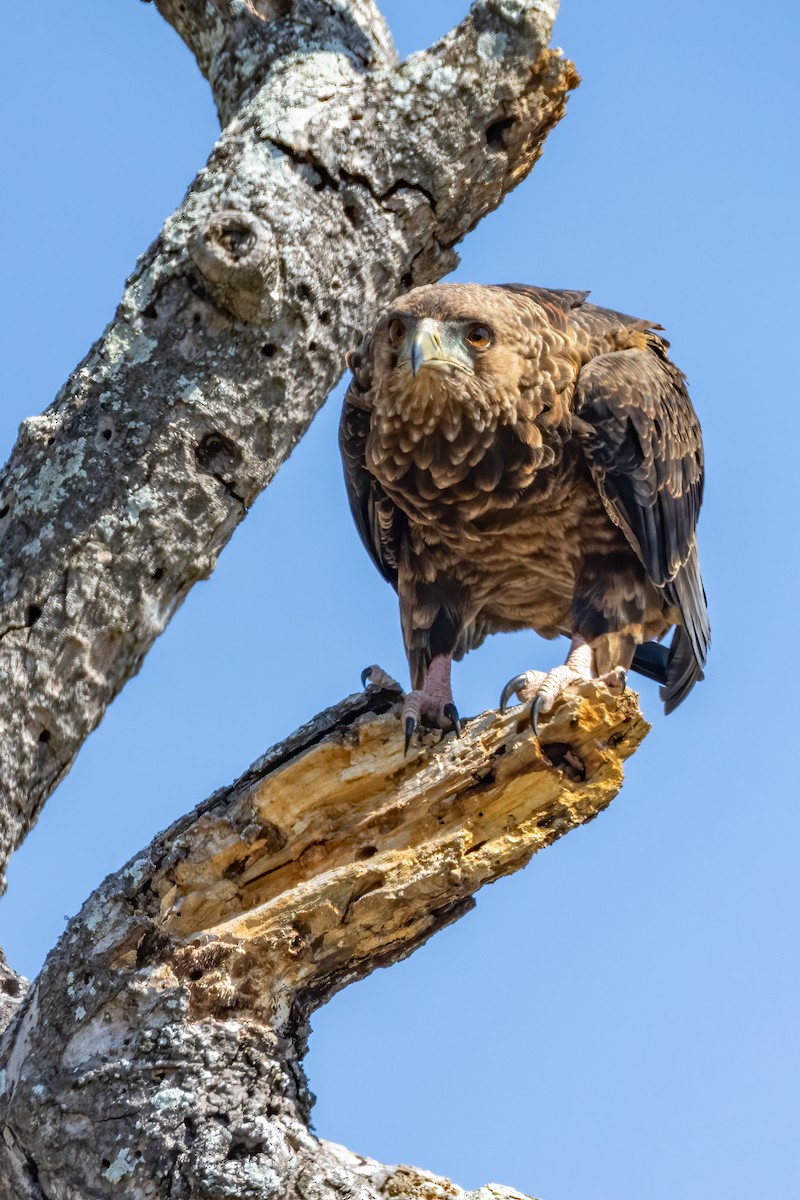 Bateleur - ML622137653
