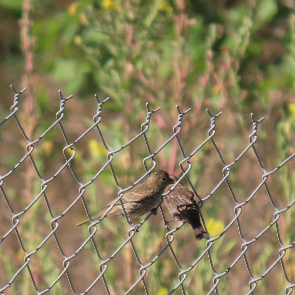 House Finch - ML622137698