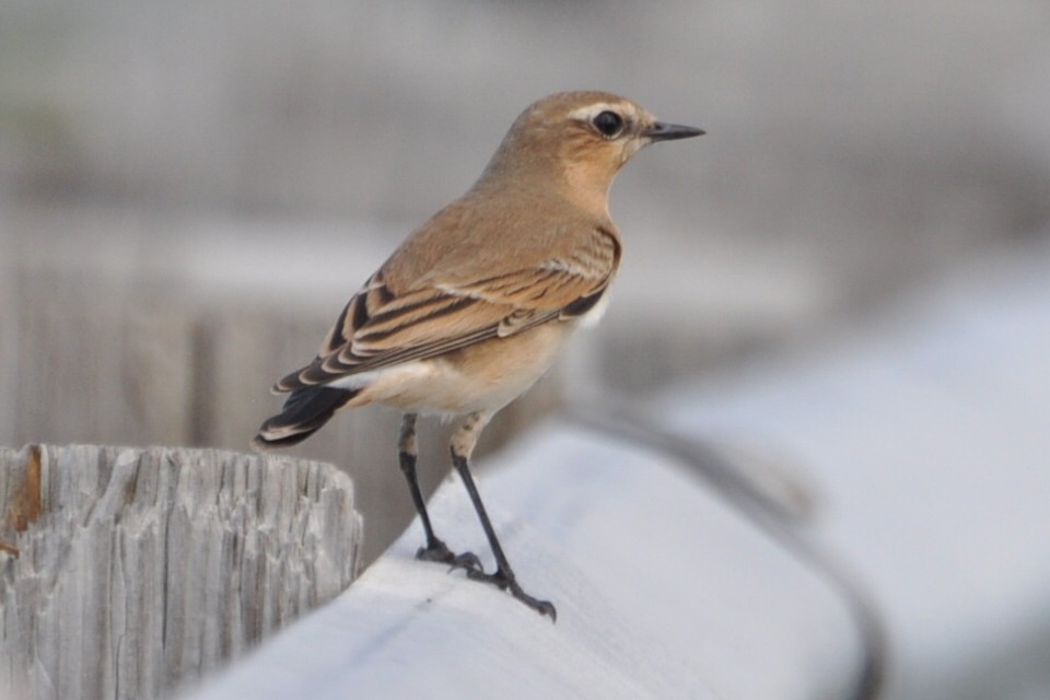 Northern Wheatear - ML622137722