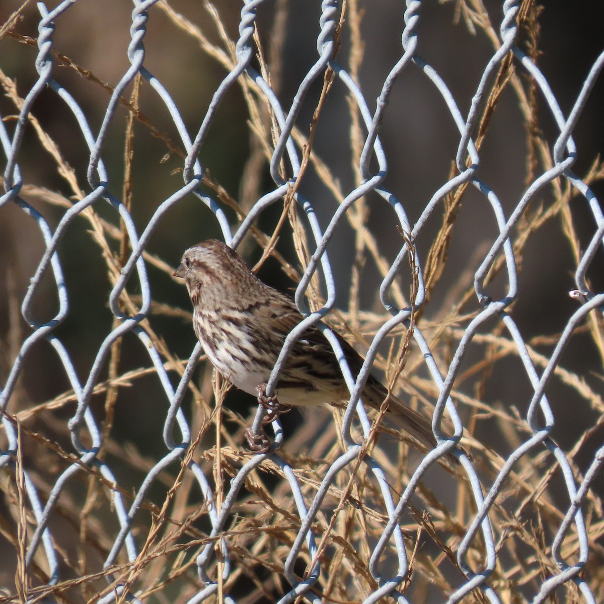 Song Sparrow - ML622137754