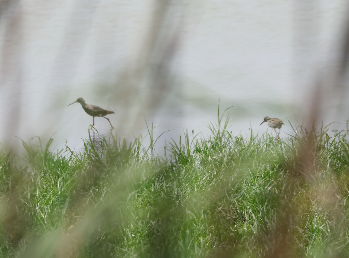 Spotted Redshank - Peter Crosson