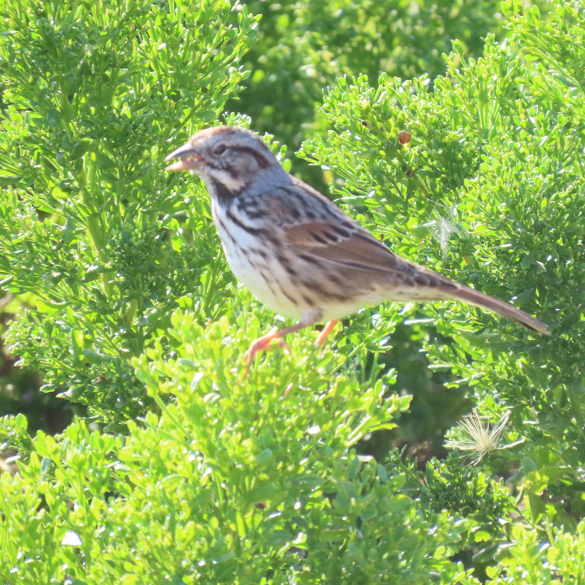 Song Sparrow - ML622137761