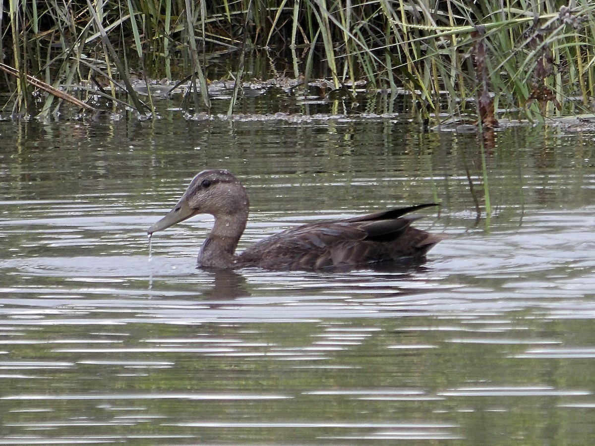 rødfotand - ML622137764