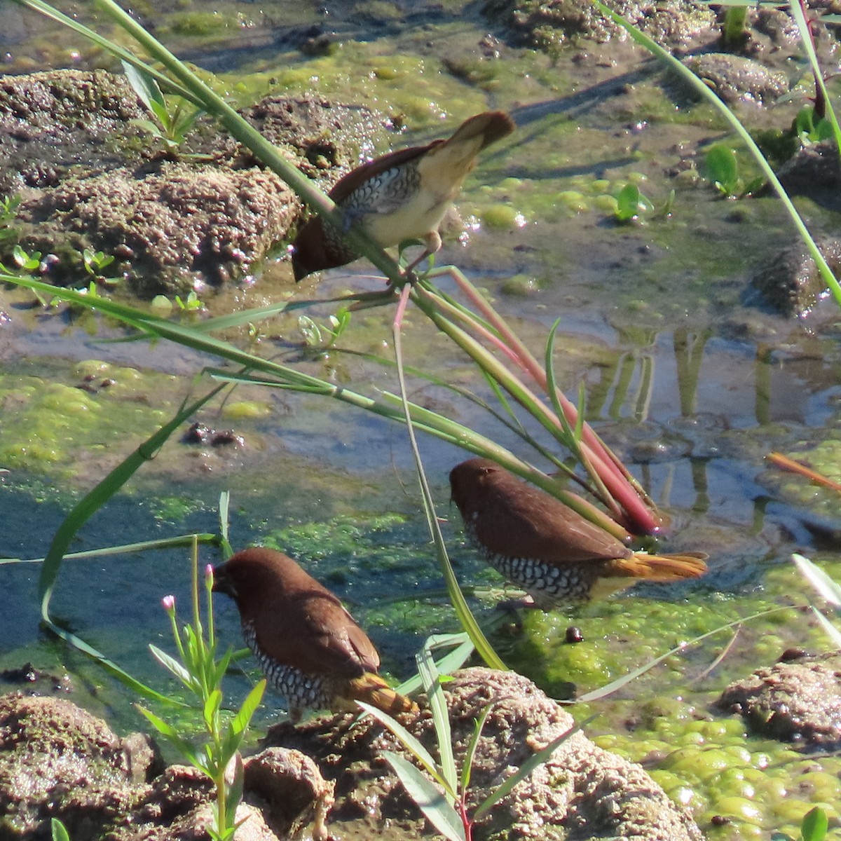 Scaly-breasted Munia - ML622137791