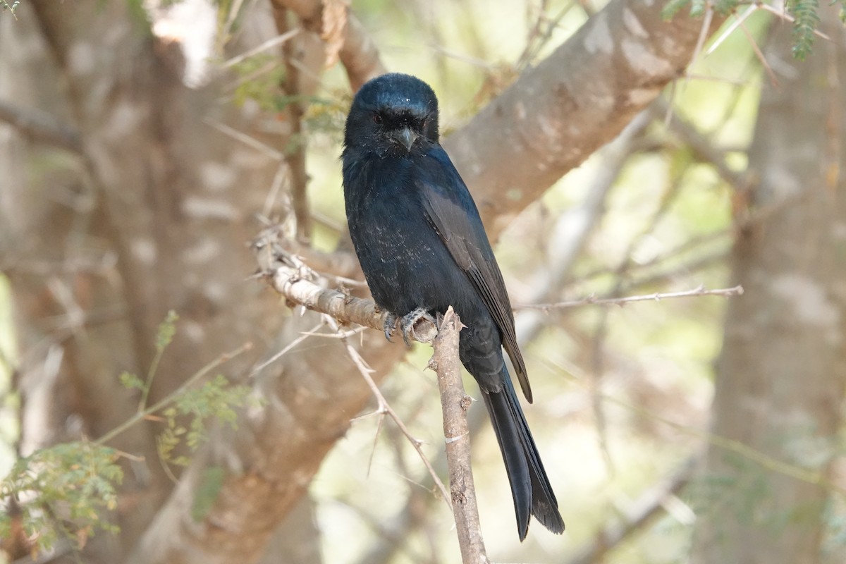 savannedrongo - ML622137796