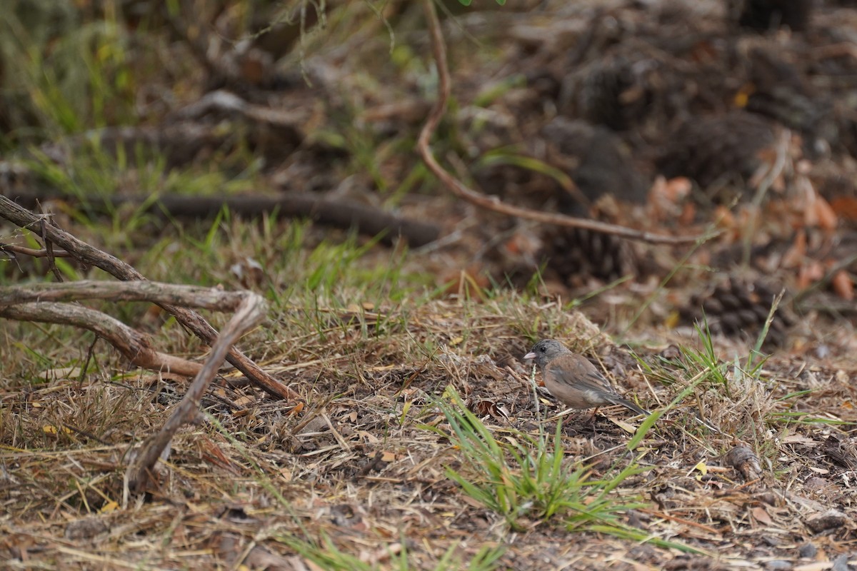 Dark-eyed Junco - Amber Zertuche