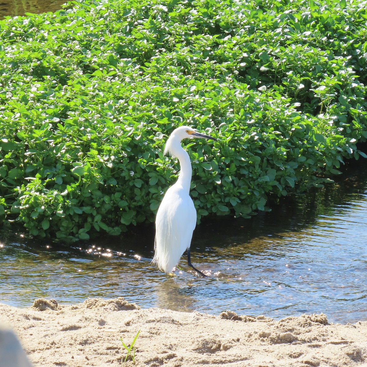 Snowy Egret - ML622137810