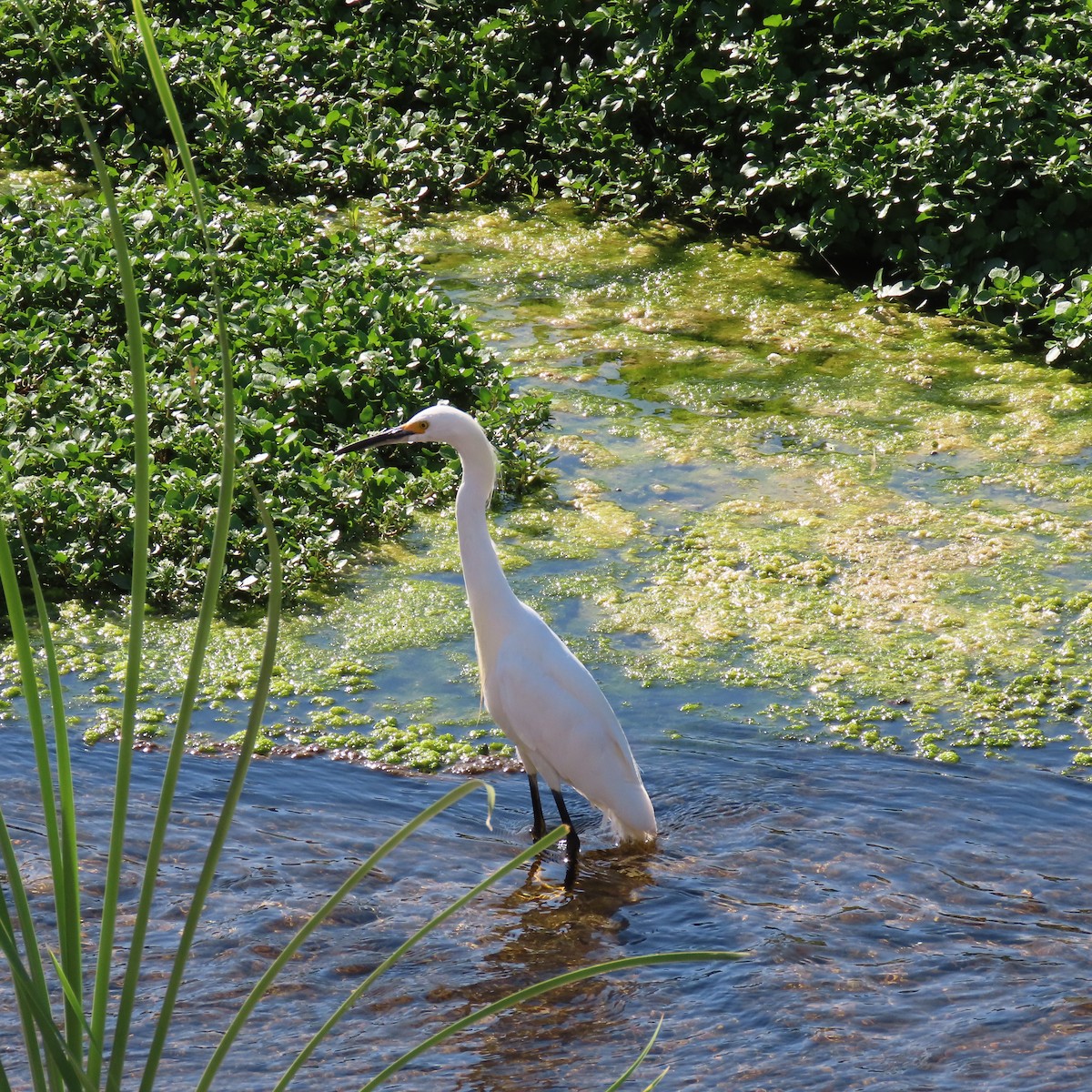 Snowy Egret - ML622137815