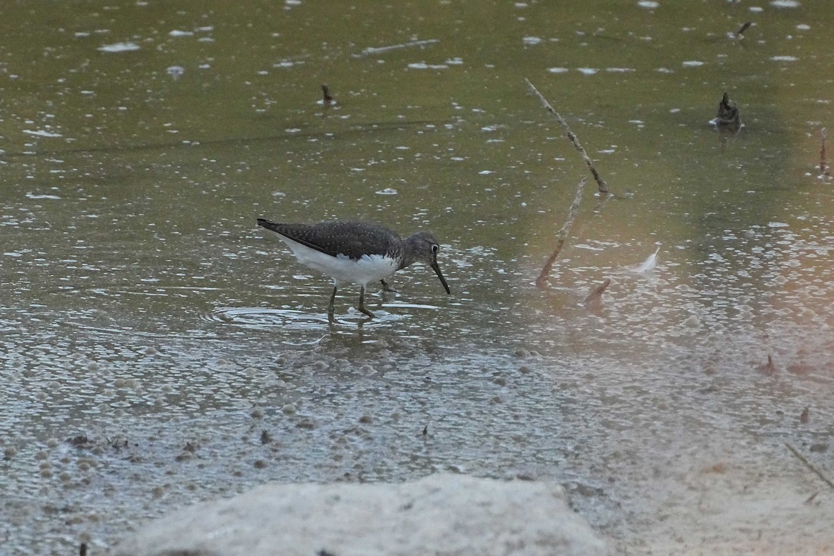 Green Sandpiper - ML622137823