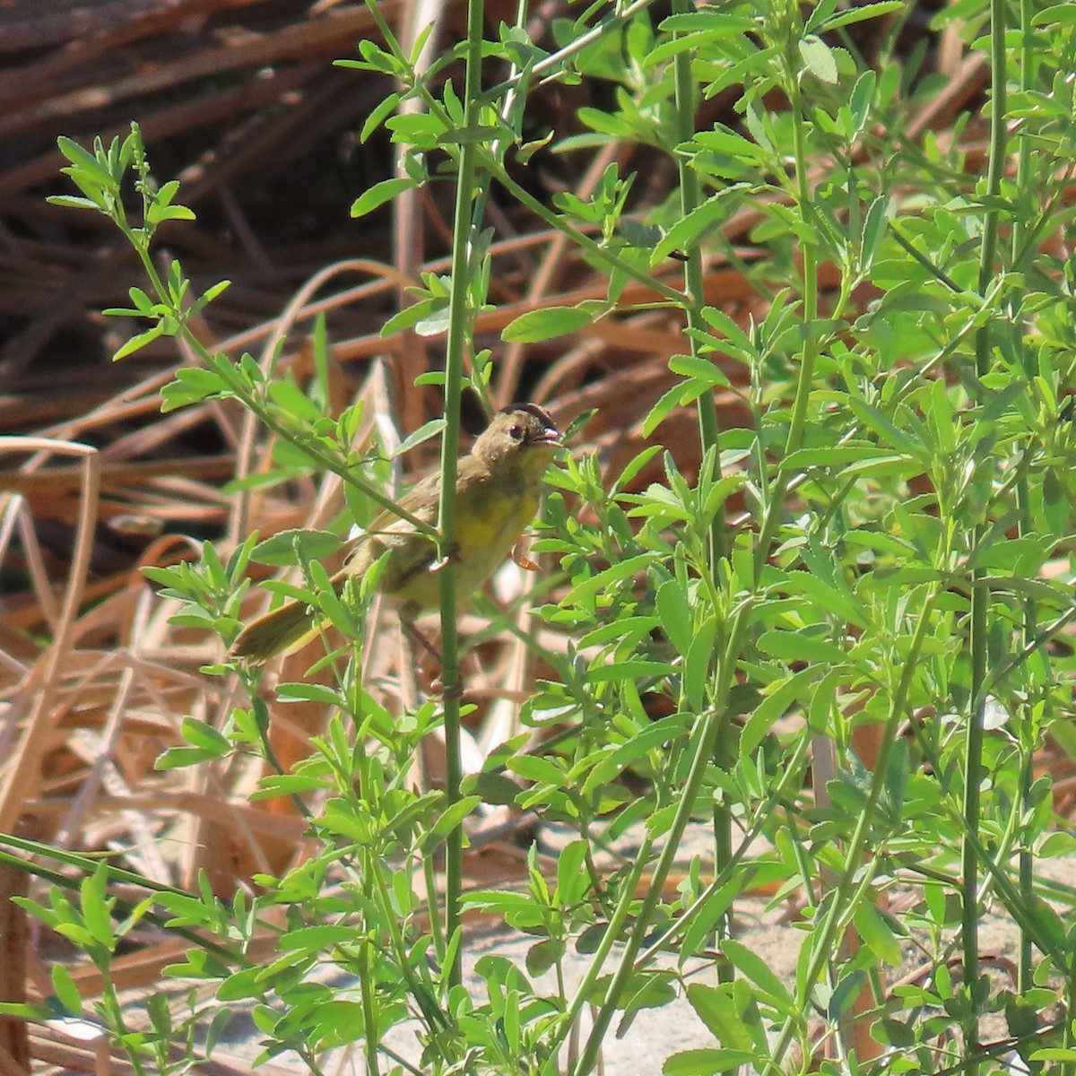 Common Yellowthroat - ML622137843