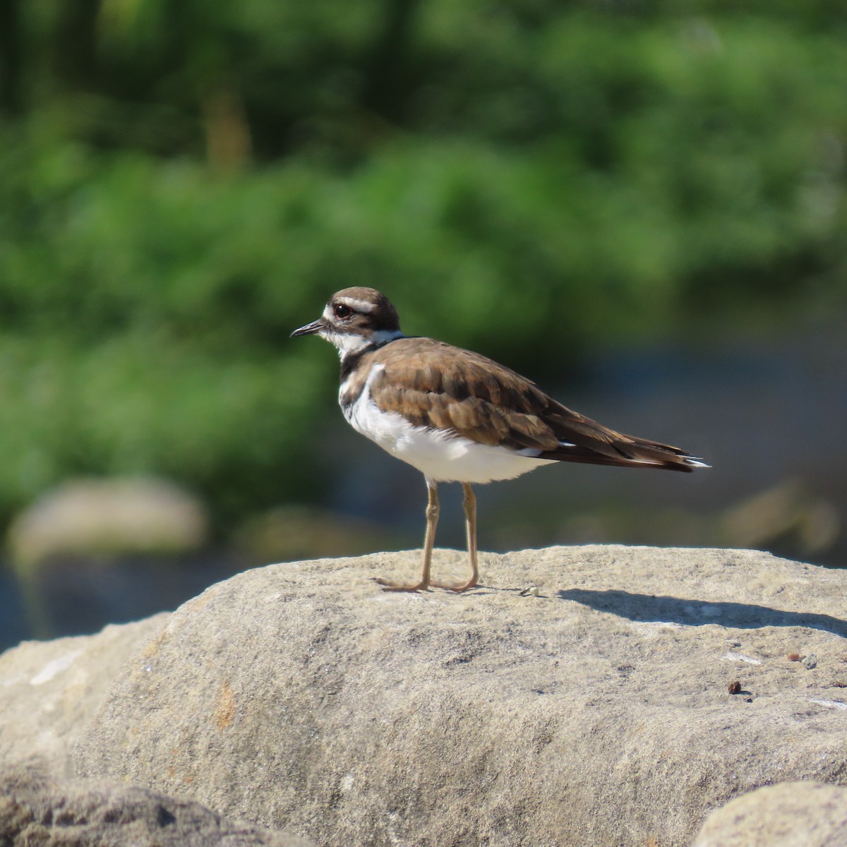 Killdeer - ML622137861